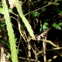 Podochilus malabaricus Wight